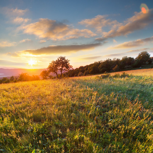 Earth's Melodies: Serene Nature Ambience for Peaceful Reflection