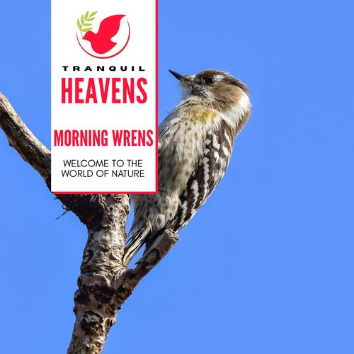 Morning Wrens - Welcome to the World of Nature