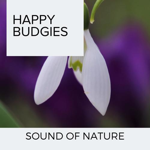 Happy Budgies - Sound of Nature