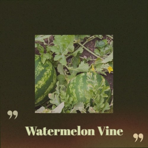 Watermelon Vine