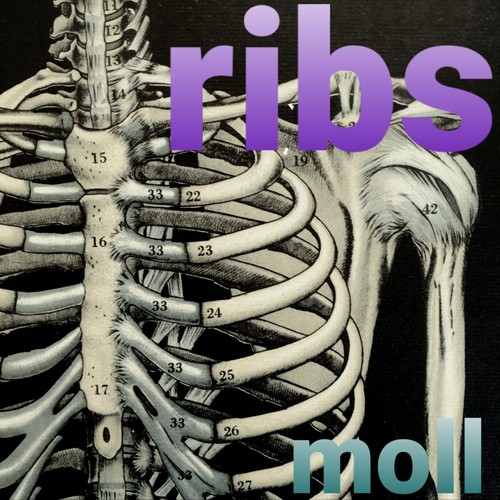 Ribs