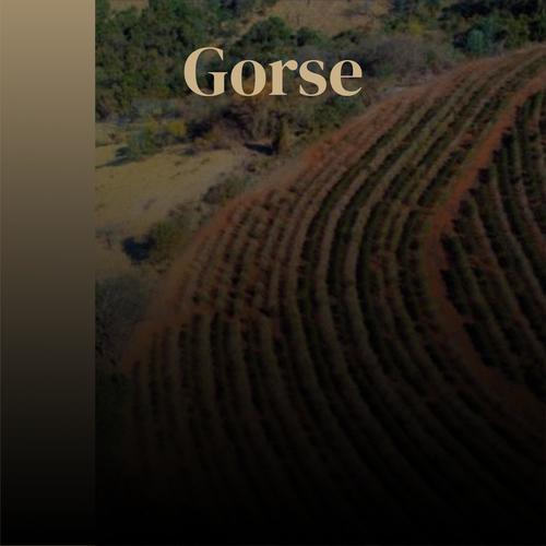 Gorse