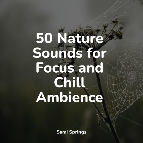 50 Nature Sounds for Focus and Chill Ambience