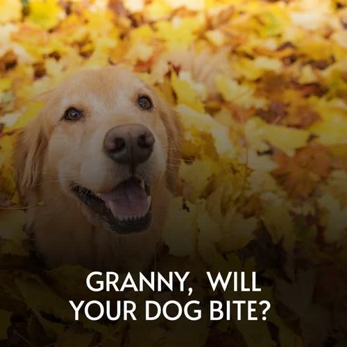 Granny, Will Your Dog Bite?