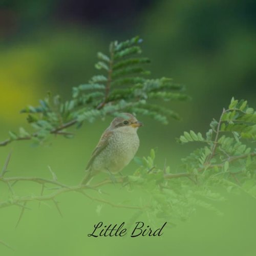 Little Bird