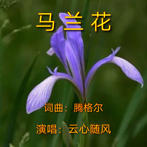 马兰花