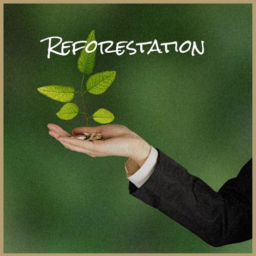 Reforestation