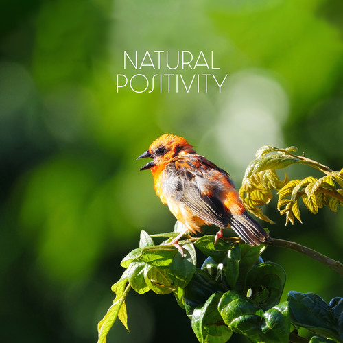 Natural Positivity (Lowering Stress Birds & Nature Sounds)