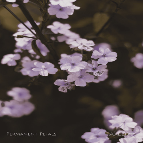 Permanent Petals