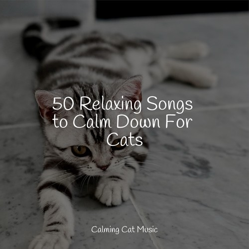 50 Relaxing Songs to Calm Down For Cats