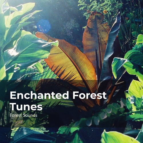 Enchanted Forest Tunes