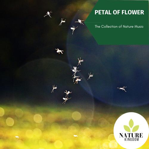 Petal of Flower - The Collection of Nature Music