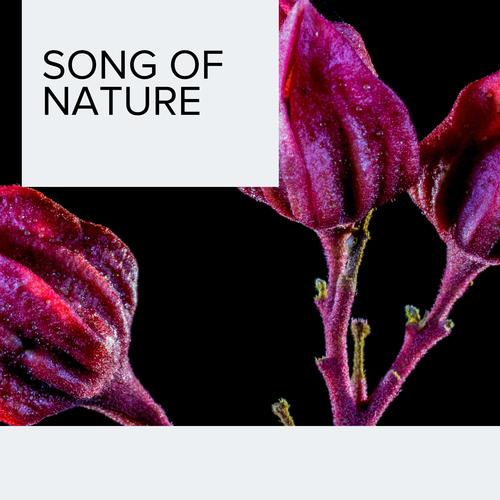 Song of Nature