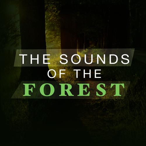 The Sounds of the Forest