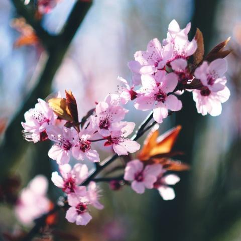 桃花湾