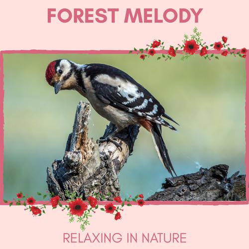 Forest Melody - Relaxing in Nature