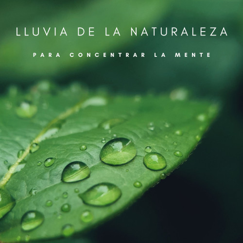 Lluvia De La Naturaleza Para Concentrar La Mente