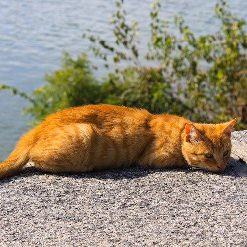 Tranquil Torrents: A Relaxing River Sound Bath for Your Pet's Naptime