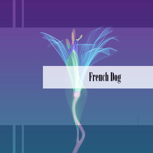 French Dog