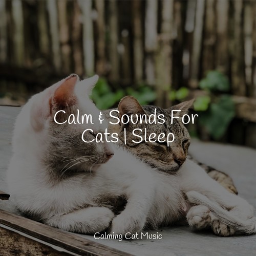 Calm & Sounds For Cats | Sleep