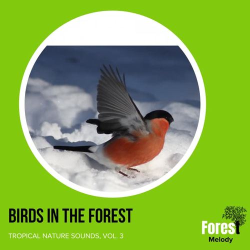 Birds in the Forest - Tropical Nature Sounds, Vol. 3