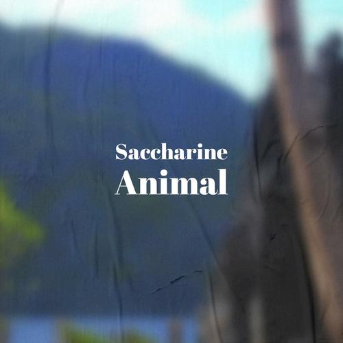 Saccharine Animal