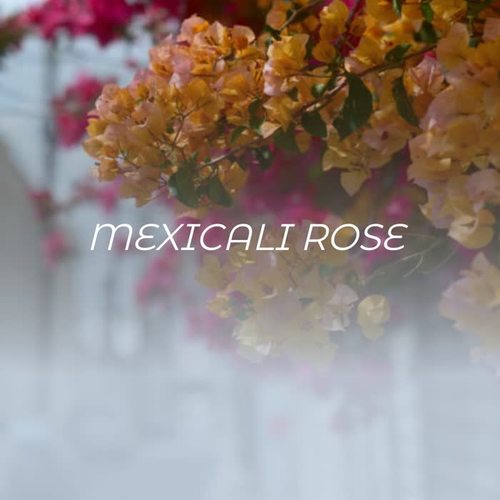 Mexicali Rose