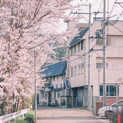 除了春天 爱情和樱花