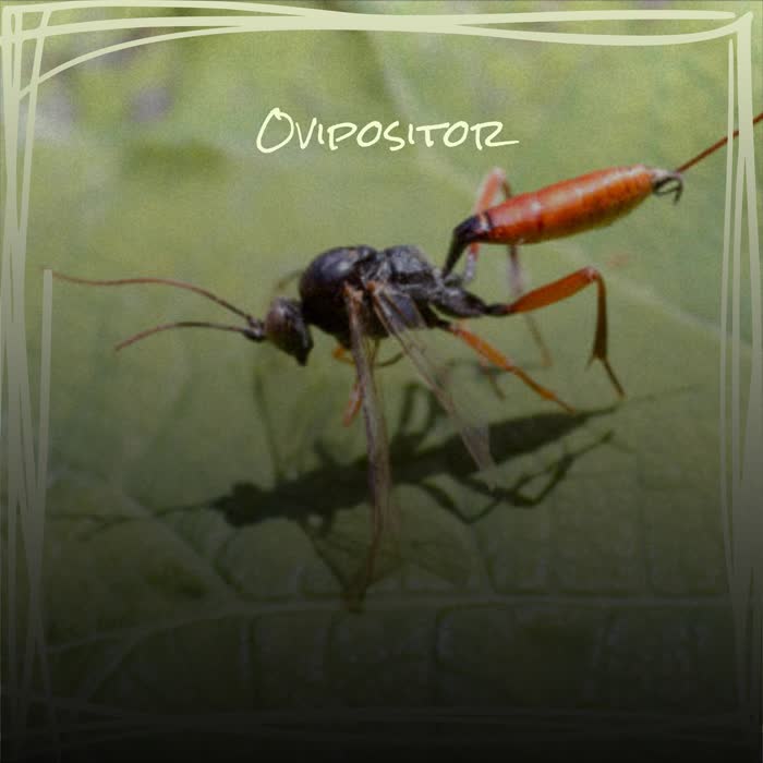 Ovipositor