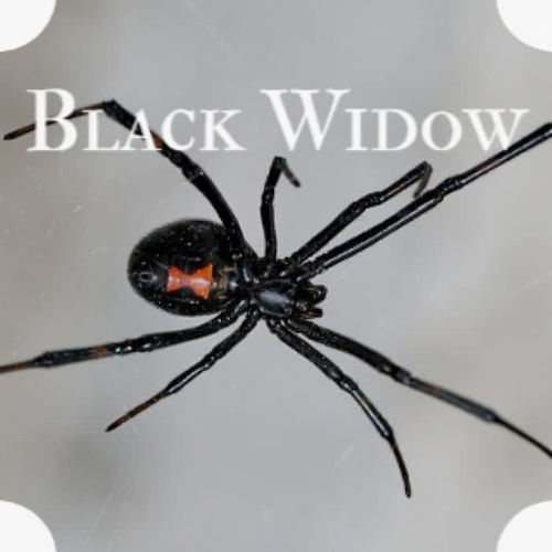 Black Widow