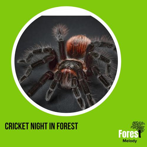 Cricket Night in Forest