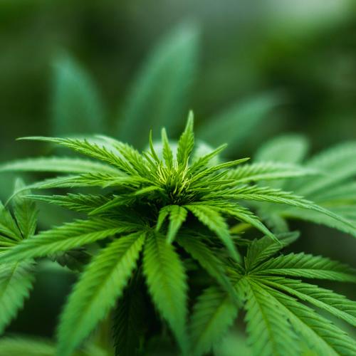 遇到含羞草