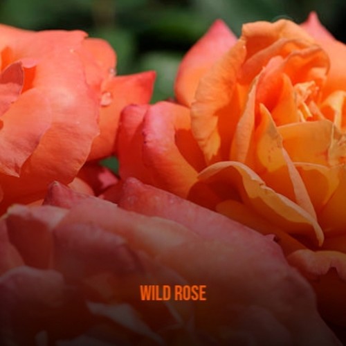 Wild Rose