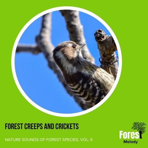 Forest Creeps and Crickets - Nature Sounds of Forest Species, Vol. 6