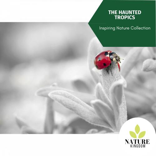 The Haunted Tropics - Inspiring Nature Collection