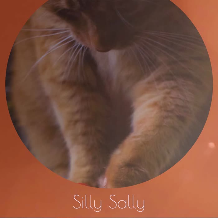 Silly Sally