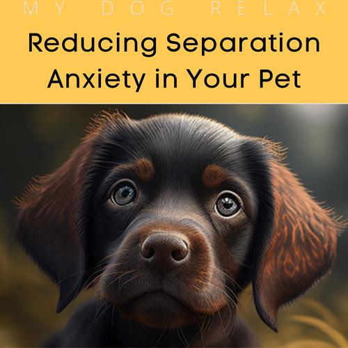 Reducing Separation Anxiety in Your Pet, Forest Ambiance and Piano