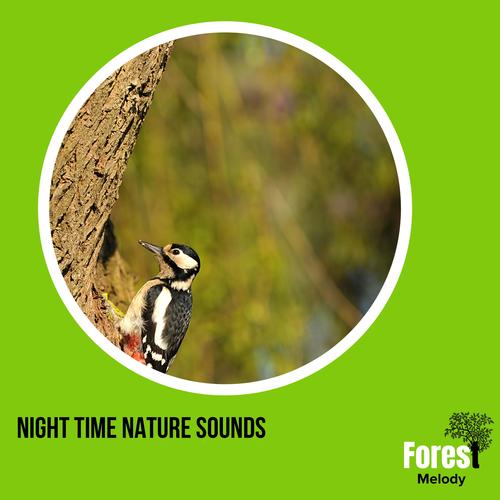 Night Time Nature Sounds