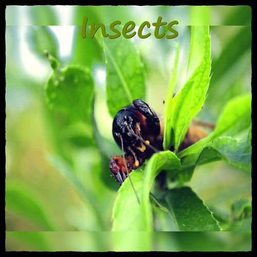 Insects