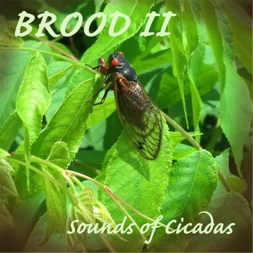 Brood 10 cicadas图片