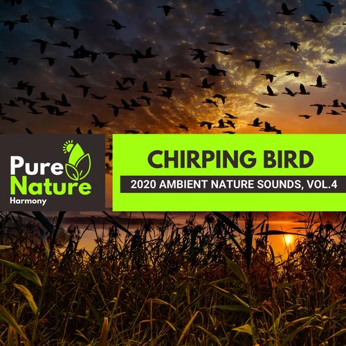 Chirping Bird - 2020 Ambient Nature Sounds, Vol.4