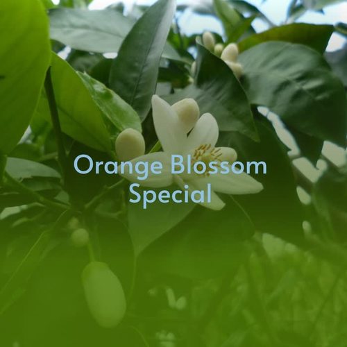 Orange Blossom Special