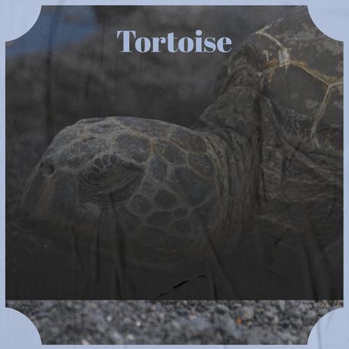 Tortoise