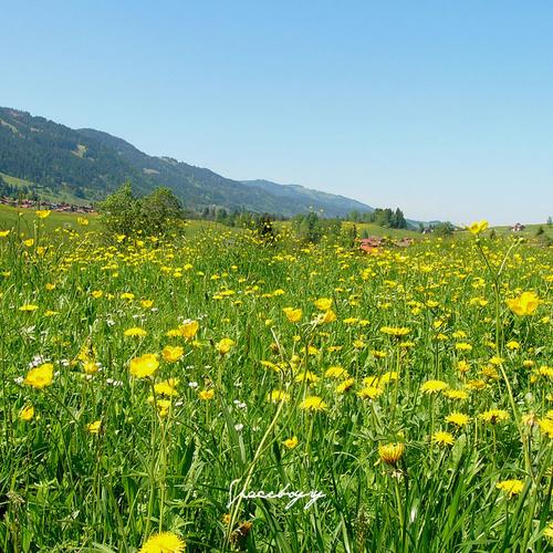 The Meadow (Explicit)