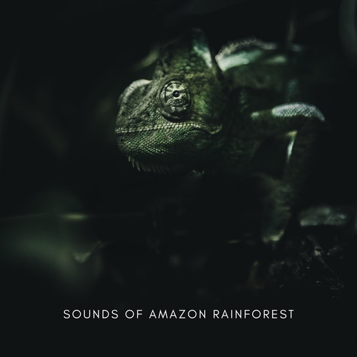 Sounds Of Amazon Rainforest