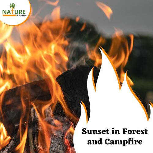 Sunset in Forest and Campfire