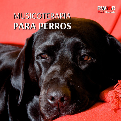 Musicoterapia para perros – Música de fondo para animales solos en casa, relajación, tranquilidad, sin miedo, melodías relajantes para reducir la ansiedad