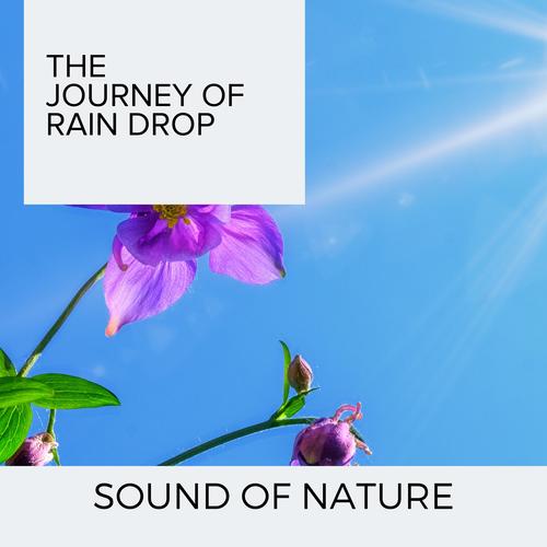 The Journey of Rain Drop - Sound of Nature