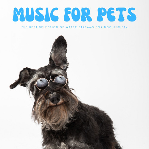 Music For Pets: The Best Selection Of Water Streams For Dog Anxiety