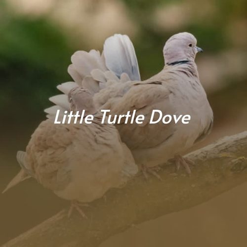 Little Turtle Dove